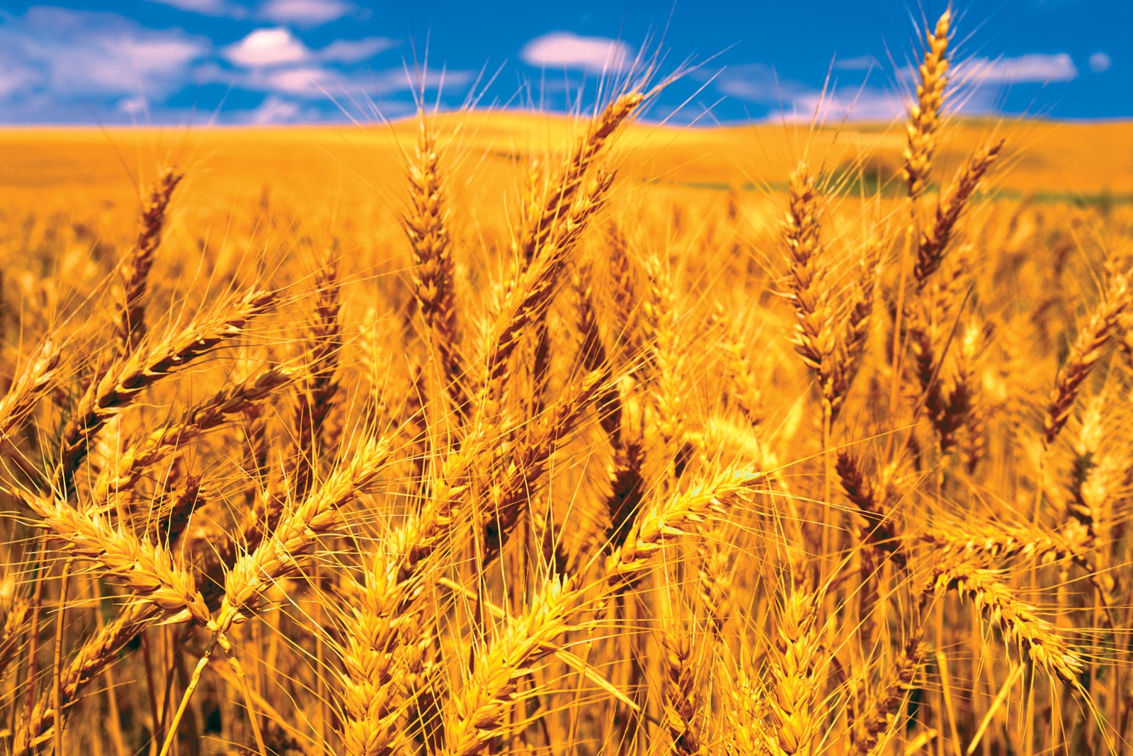 Farmers worry over declining price of wheat, want support price